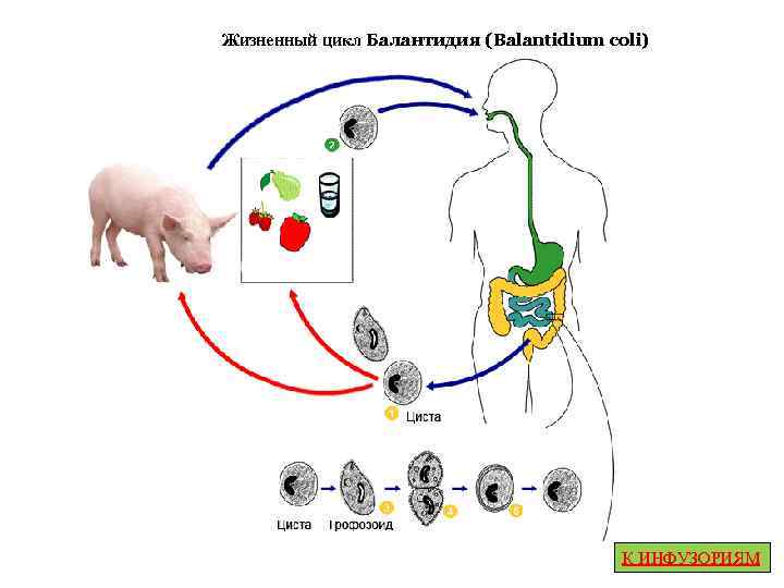 Кишечный балантидий картинка