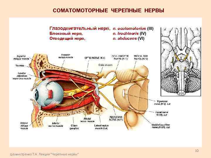 СОМАТОМОТОРНЫЕ ЧЕРЕПНЫЕ НЕРВЫ Глазодвигательный нерв, n. oculomotorius (III) Блоковый нерв, Отводящий нерв, Цехмистренко Т.