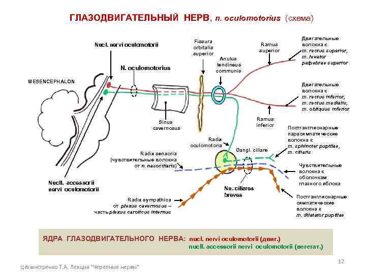 ГЛАЗОДВИГАТЕЛЬНЫЙ НЕРВ, n. oculomotorius (схема) Nucl. nervi oculomotorii N. oculomotorius Fissura orbitalis superior Ramus