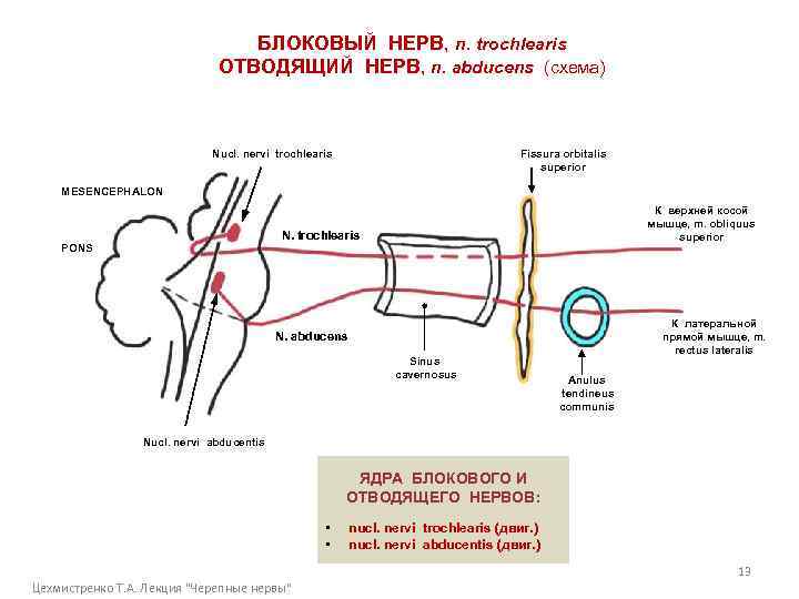 БЛОКОВЫЙ НЕРВ, n. trochlearis ОТВОДЯЩИЙ НЕРВ, n. abducens (схема) Nucl. nervi trochlearis Fissura orbitalis
