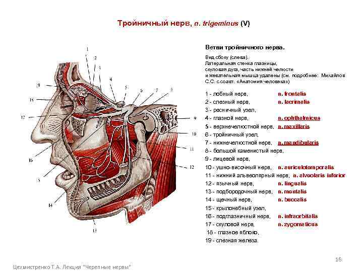 Тройничный нерв, n. trigeminus (V) Ветви тройничного нерва. Вид сбоку (слева). Латеральная стенка глазницы,