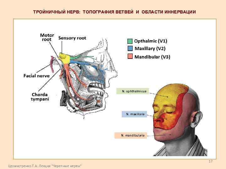 ТРОЙНИЧНЫЙ НЕРВ: ТОПОГРАФИЯ ВЕТВЕЙ И ОБЛАСТИ ИННЕРВАЦИИ N. ophthalmicus N. maxillaris N. mandibularis 17