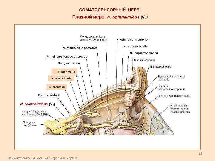 СОМАТОСЕНСОРНЫЙ НЕРВ Глазной нерв, n. ophthalmicus (V 1) N. ethmoidalis anterior N. ethmoidalis posterior