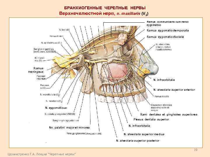 БРАНХИОГЕННЫЕ ЧЕРЕПНЫЕ НЕРВЫ Верхнечелюстной нерв, n. maxillaris (V 2) Ramus communicans cum nervo zygomatico