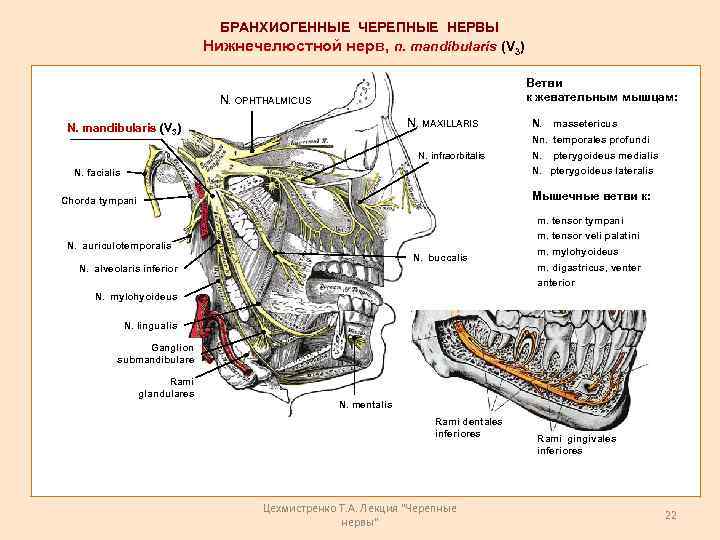 БРАНХИОГЕННЫЕ ЧЕРЕПНЫЕ НЕРВЫ Нижнечелюстной нерв, n. mandibularis (V 3) Ветви к жевательным мышцам: N.