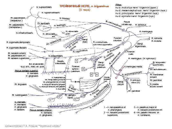 Ядра: nucl. motorius nervi trigemini (двиг. ) nucl. mesencephalicus nervi trigemini (чув. ) nucl.