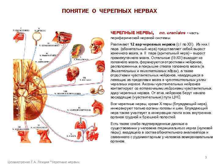 ПОНЯТИЕ О ЧЕРЕПНЫХ НЕРВАХ ЧЕРЕПНЫЕ НЕРВЫ, nn. craniales - часть периферической нервной системы. Различают