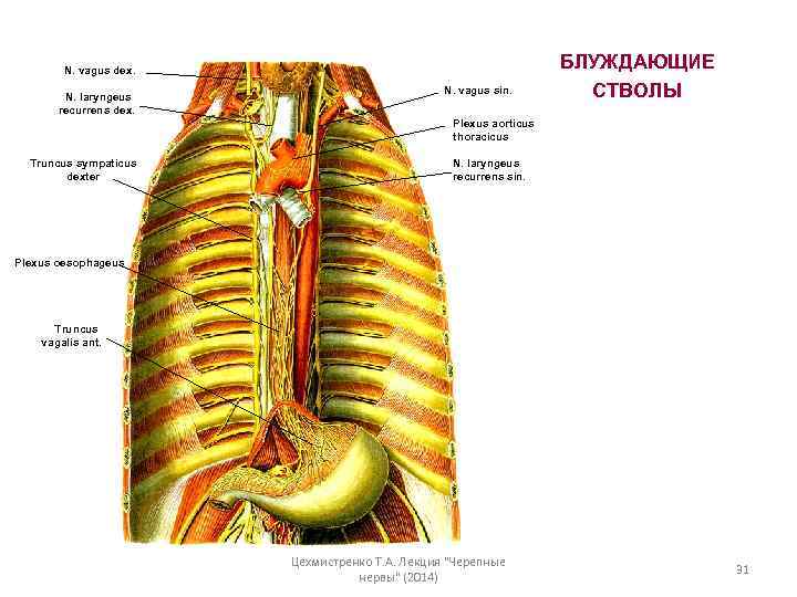 N. vagus dex. N. laryngeus recurrens dex. N. vagus sin. БЛУЖДАЮЩИЕ СТВОЛЫ Plexus aorticus