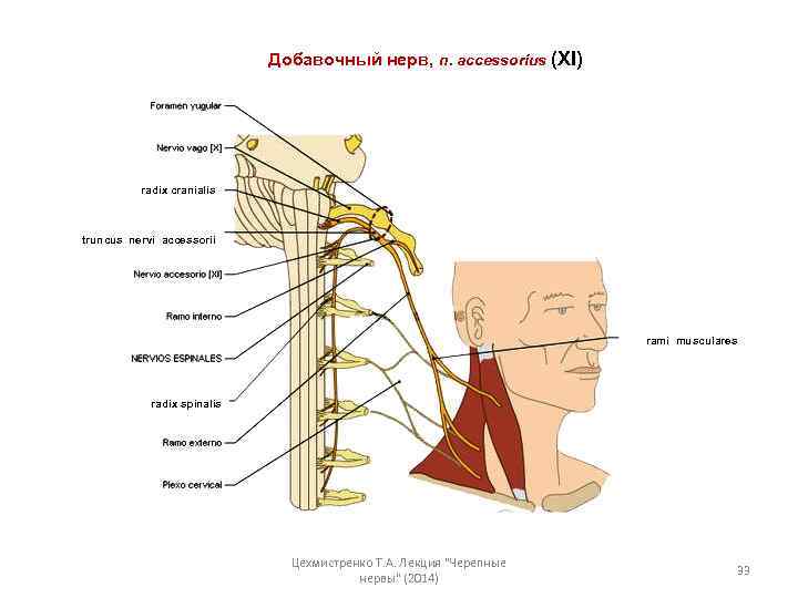 Добавочный нерв, n. accessorius (XI) radix cranialis truncus nervi accessorii rami musculares radix spinalis