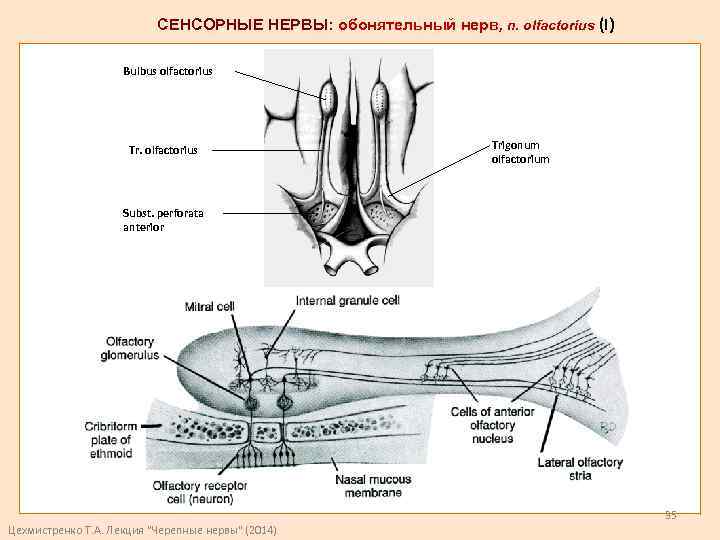 Ход обонятельного нерва схема