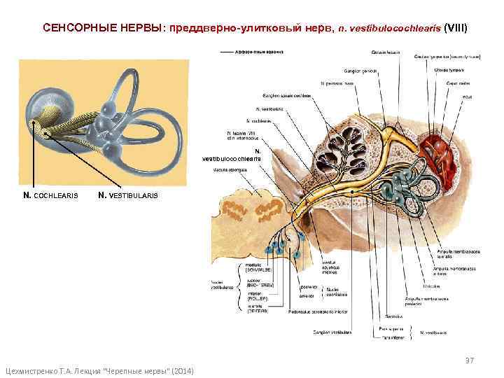 Схема 8 нерва