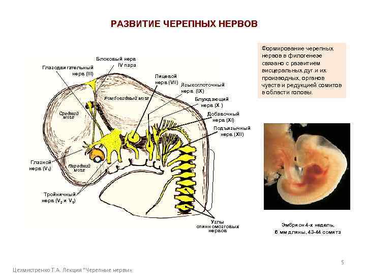 РАЗВИТИЕ ЧЕРЕПНЫХ НЕРВОВ Глазодвигательный нерв (III) Блоковый нерв IV пара Лицевой нерв (VII) Ромбовидный