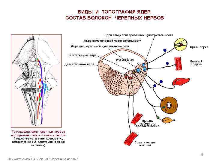 ВИДЫ И ТОПОГРАФИЯ ЯДЕР, СОСТАВ ВОЛОКОН ЧЕРЕПНЫХ НЕРВОВ Ядра специализированной чувствительности Ядра соматической чувствительности