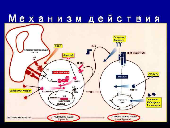 Механизм действия 