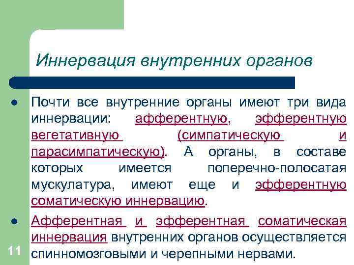 Иннервация внутренних органов Почти все внутренние органы имеют три вида иннервации: афферентную, эфферентную вегетативную