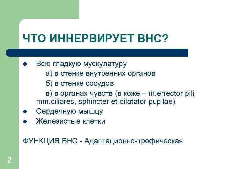 ЧТО ИННЕРВИРУЕТ ВНС? l l l Всю гладкую мускулатуру а) в стенке внутренних органов