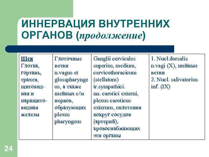 ИННЕРВАЦИЯ ВНУТРЕННИХ ОРГАНОВ (продолжение) Шея Глотка, гортань, трахея, щитовидная и паращитовидная железы 24 Глоточные