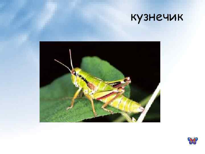 кузнечик 