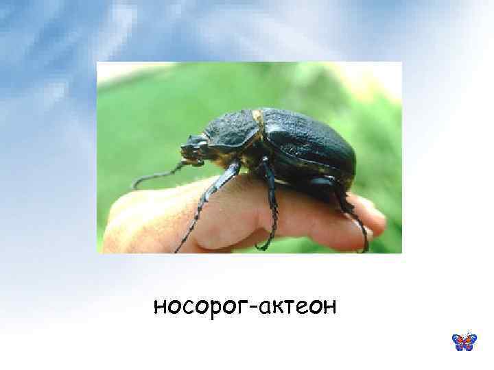 носорог-актеон 