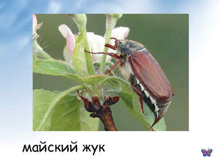 майский жук 