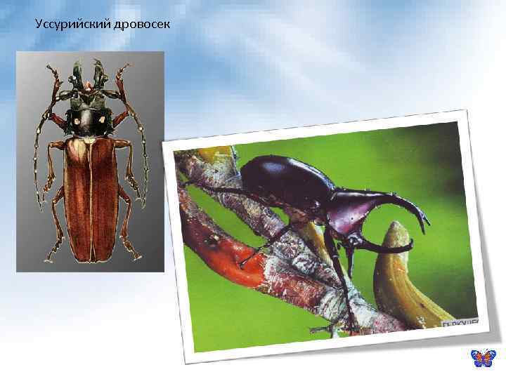 Уссурийский дровосек 