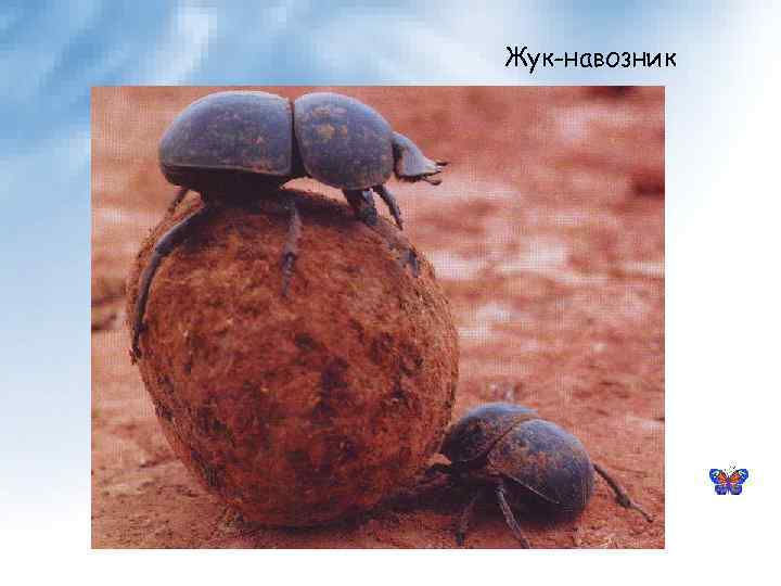 Жук-навозник 