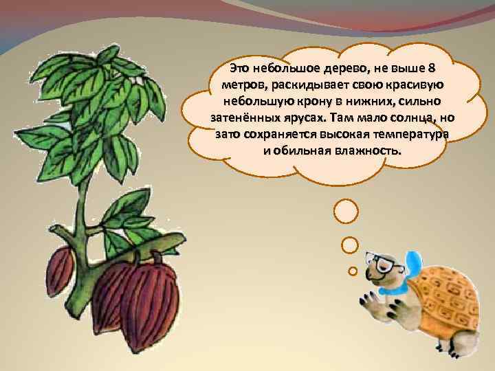 Это небольшое дерево, не выше 8 метров, раскидывает свою красивую небольшую крону в нижних,