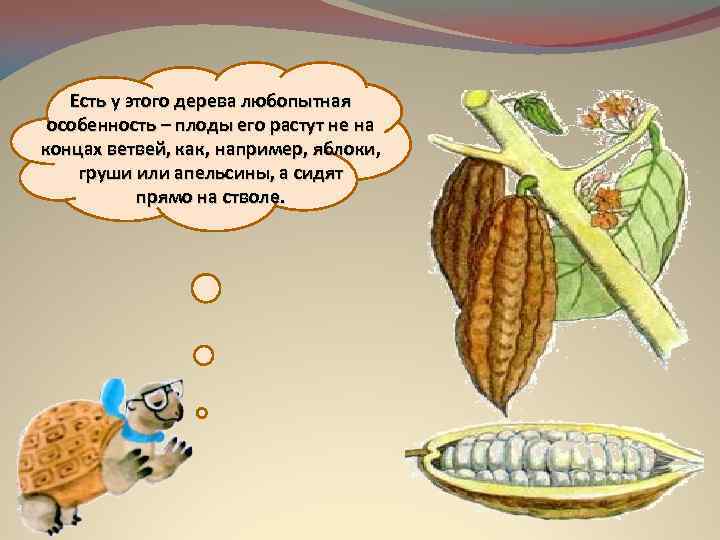 Есть у этого дерева любопытная особенность – плоды его растут не на концах ветвей,