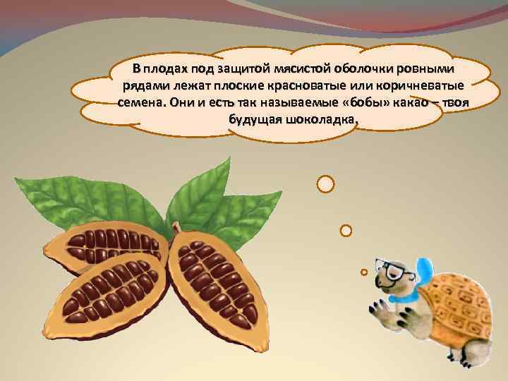 В плодах под защитой мясистой оболочки ровными рядами лежат плоские красноватые или коричневатые семена.