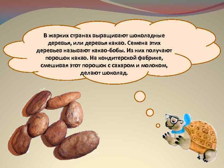 В жарких странах выращивают шоколадные деревья, или деревья какао. Семена этих деревьев называют какао-бобы.