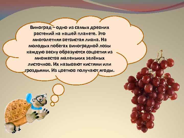 Виноград – одно из самых древних растений на нашей планете. Это многолетняя ветвистая лиана.