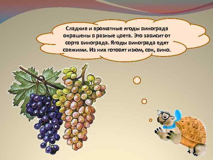 Сладкие и ароматные ягоды винограда окрашены в разные цвета. Это зависит от сорта винограда.