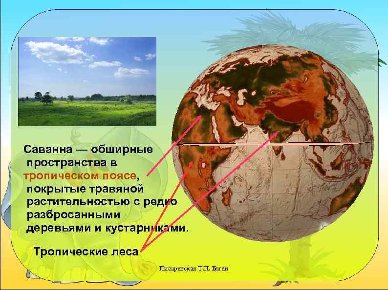 Саванна — обширные пространства в тропическом поясе, покрытые травяной растительностью с редко разбросанными деревьями