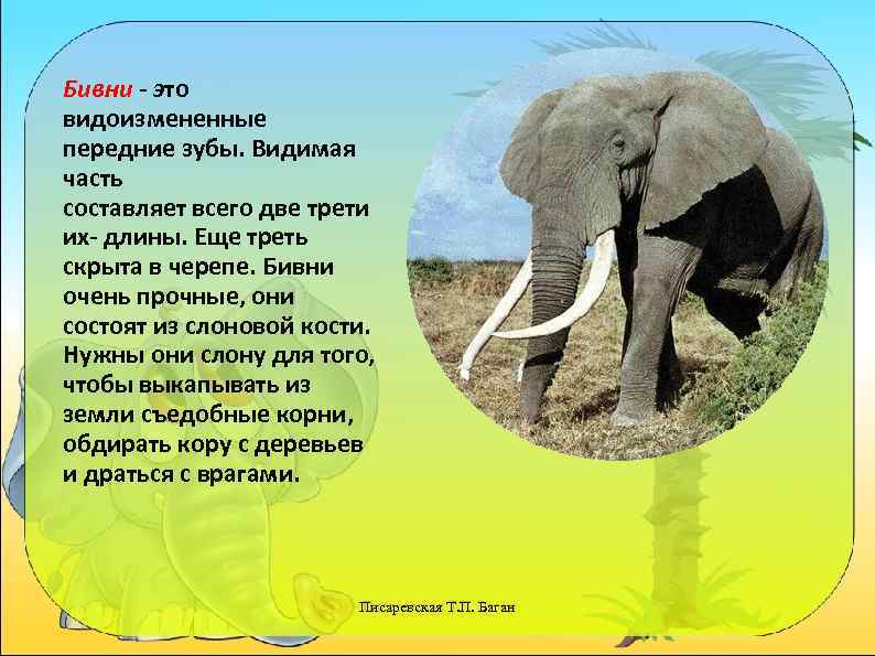 Бивни - это видоизмененные передние зубы. Видимая часть составляет всего две трети их- длины.