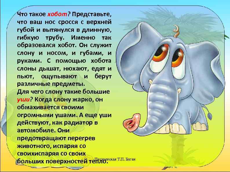 Что такое хобот? Представьте, что ваш нос сросся с верхней губой и вытянулся в