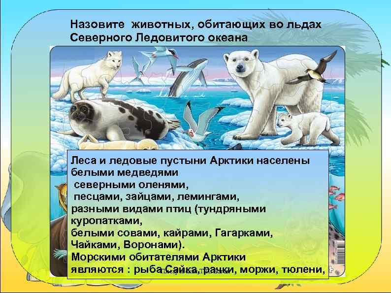 Назовите животных, обитающих во льдах Северного Ледовитого океана. Леса и ледовые пустыни Арктики населены