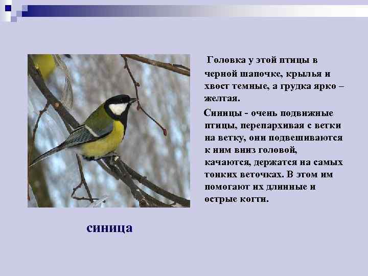 Головка у этой птицы в черной шапочке, крылья и хвост темные, а грудка ярко