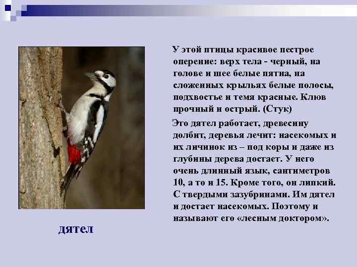 дятел У этой птицы красивое пестрое оперение: верх тела - черный, на голове и