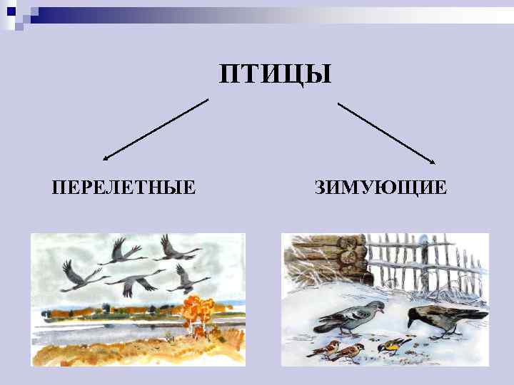 ПТИЦЫ ПЕРЕЛЕТНЫЕ ЗИМУЮЩИЕ 