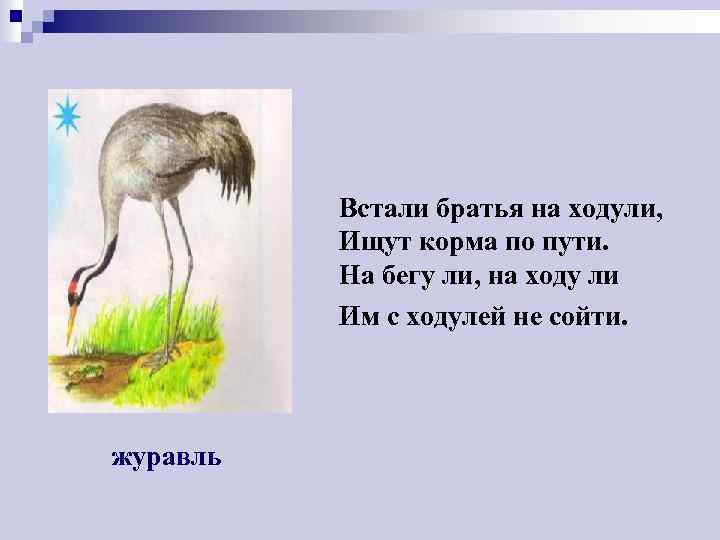 Встали братья на ходули, Ищут корма по пути. На бегу ли, на ходу ли