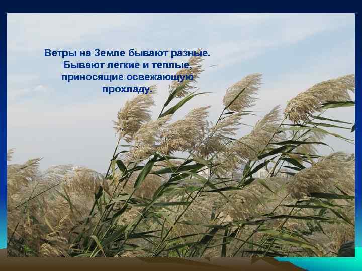 Ветры на Земле бывают разные. Бывают легкие и теплые, приносящие освежающую прохладу. 