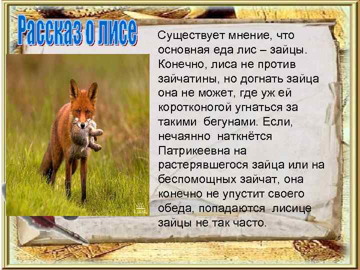 Существует мнение, что основная еда лис – зайцы. Конечно, лиса не против зайчатины, но