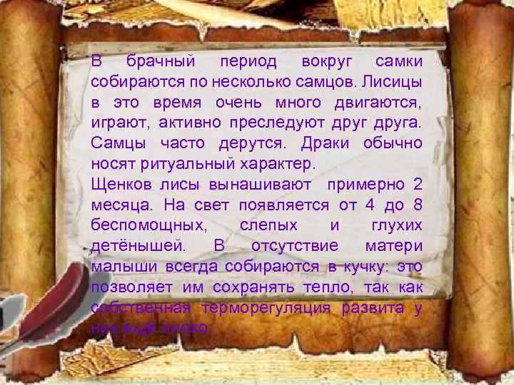 В брачный период вокруг самки собираются по несколько самцов. Лисицы в это время очень