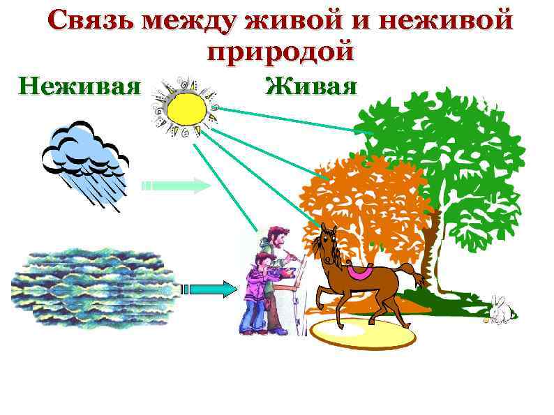 Связи между живой и неживой. Взаимосвязь живой и неживой природы 2 класс окружающий мир. Схема связи живой и неживой природы 2. Схема связи живой и неживой природы 2 класс окружающий мир. Связь между живой и неживой природой 2 класс.