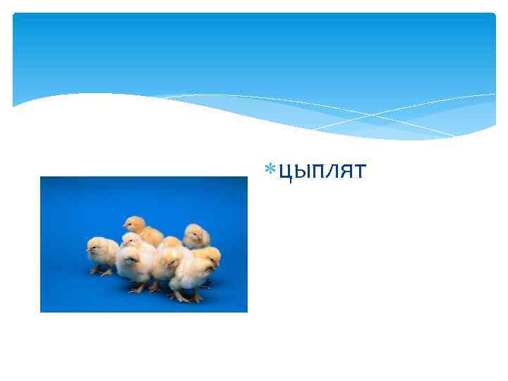  цыплят 