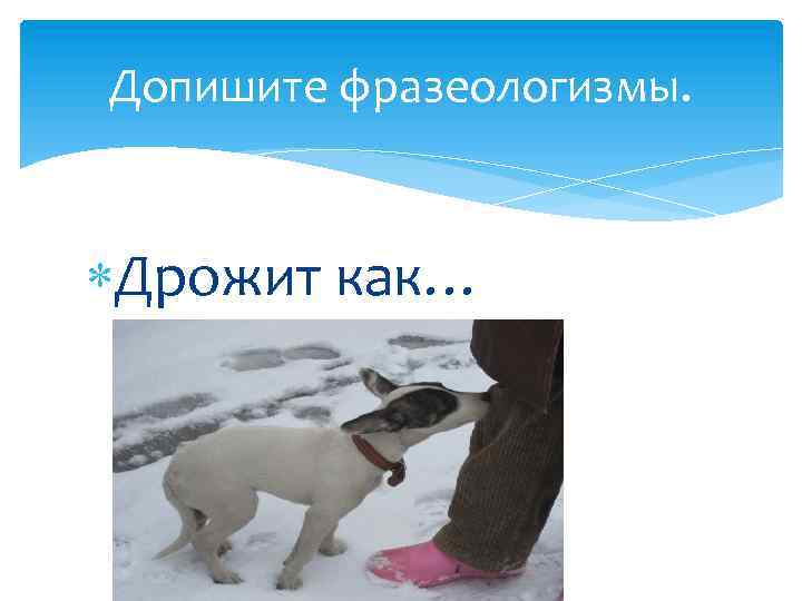 Допишите фразеологизмы. Дрожит как… 