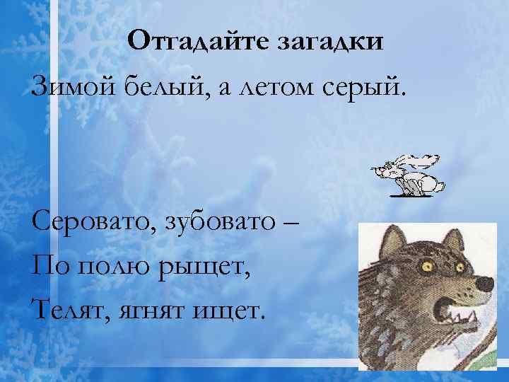 Отгадайте загадки Зимой белый, а летом серый. Серовато, зубовато – По полю рыщет, Телят,