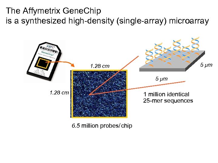 The Affymetrix Gene. Chip is a synthesized high-density (single-array) microarray * * * 5