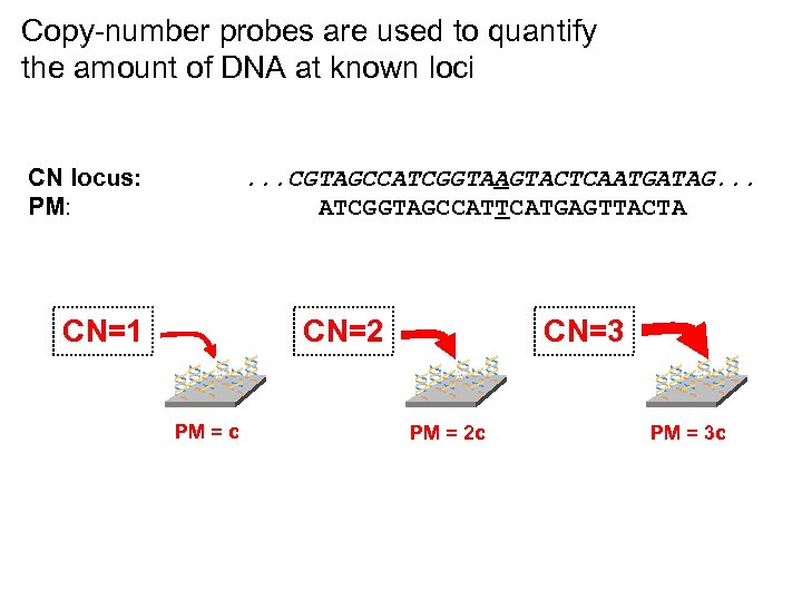 Copy-number probes are used to quantify the amount of DNA at known loci CN