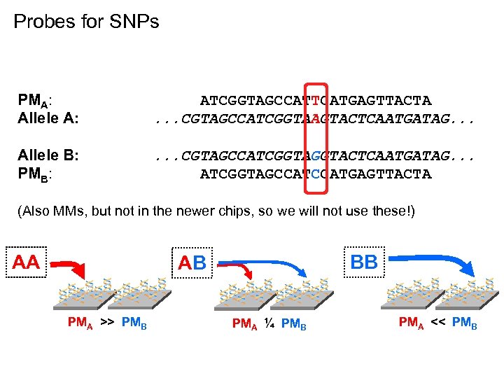 Probes for SNPs PMA: Allele A: ATCGGTAGCCATTCATGAGTTACTA. . . CGTAGCCATCGGTAAGTACTCAATGATAG. . . Allele B: